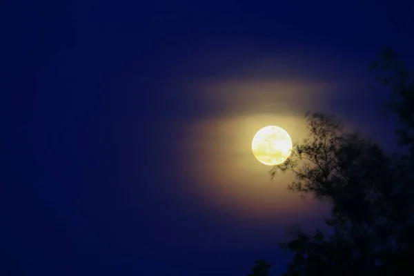 Lua Cheia Bonita Sobre Céu Escuro Ter Sombra Árvore Noite — Fotografia de Stock