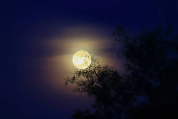 Lua Cheia Bonita Sobre Céu Escuro Ter Sombra Árvore Noite — Fotografia de Stock