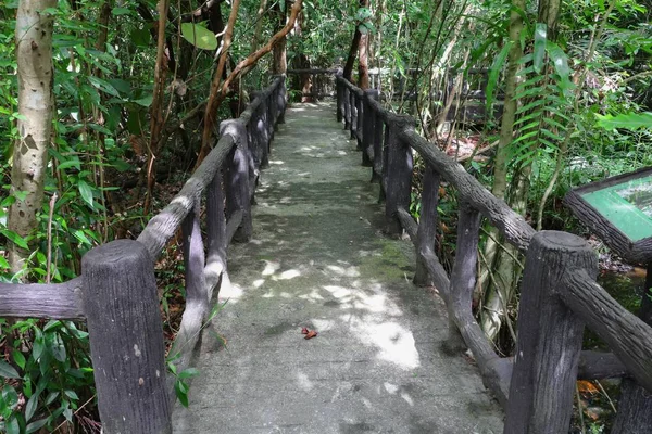 Ponte passarela bela floresta na natureza — Fotografia de Stock