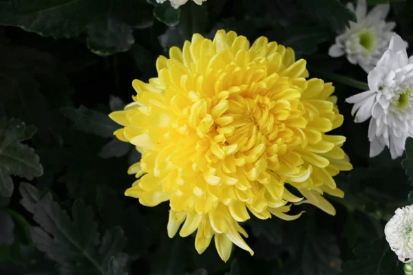 Flor Crisântemo belo amarelo close-up — Fotografia de Stock