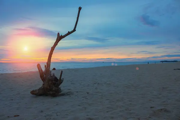 乾燥したビーチ、日の出前に、の朝の時間と光のトーンとカラフルな空の木. — ストック写真