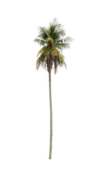 Kokosnöt träd vackert på vit bakgrund — Stockfoto