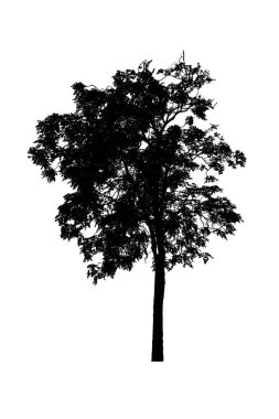 beyaz arka plan üzerinde izole güzel ağaç siluetleri