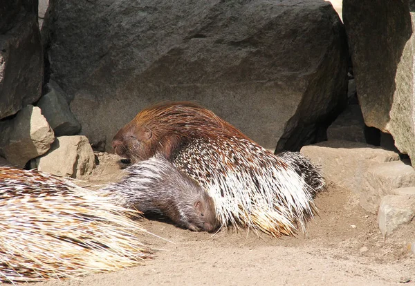 Klein Indisch Kuifstekelvarken Hystrix Indica Met Zijn Moeder — Stockfoto