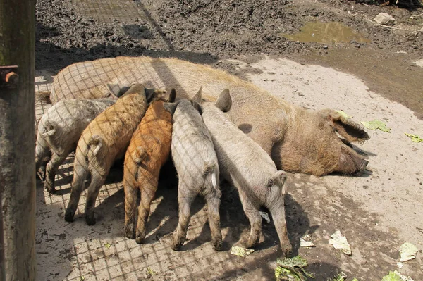 Niedliche Haarige Mangalica Ferkel Säugen Milch Von Ihrer Mutter — Stockfoto