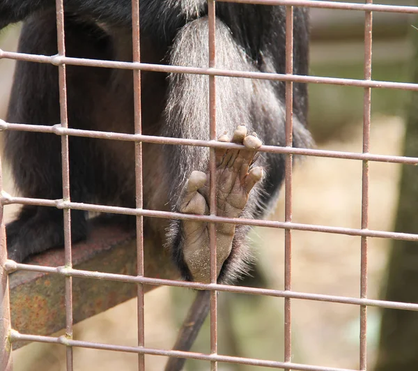 detail of a foot of lion-tailed macaque (Macaca silenus, wanderoo) holding the bars of the cage