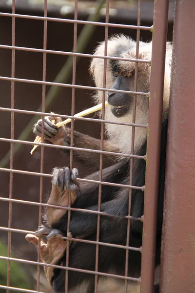 Macaque Queue Lion Macaca Silenus Wanderoo Dans Cage — Photo