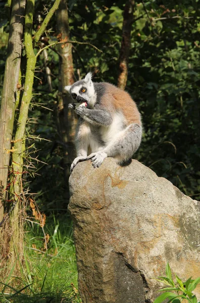 Niedlicher Ringelschwanzmaki Lemurenkatze Sitzt Auf Dem Felsen Und Isst Etwas — Stockfoto