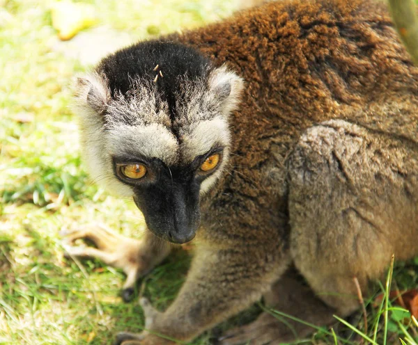 かわいいふわふわ共通の茶色のレモンの肖像画 Eulemur Fulvus — ストック写真