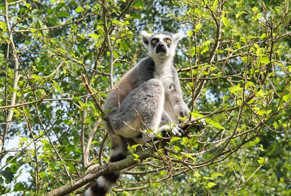 Lindo Lémur Cola Anillada Lemur Catta Sentado Rama Del Árbol —  Fotos de Stock