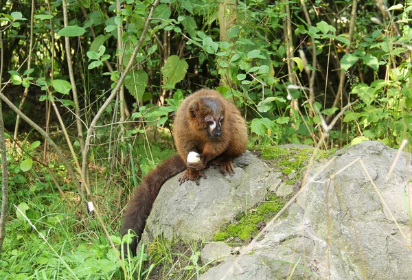 Lemure Dal Ventre Rosso Eulemur Rubriventer Seduto Sulla Roccia Mangiare — Foto Stock