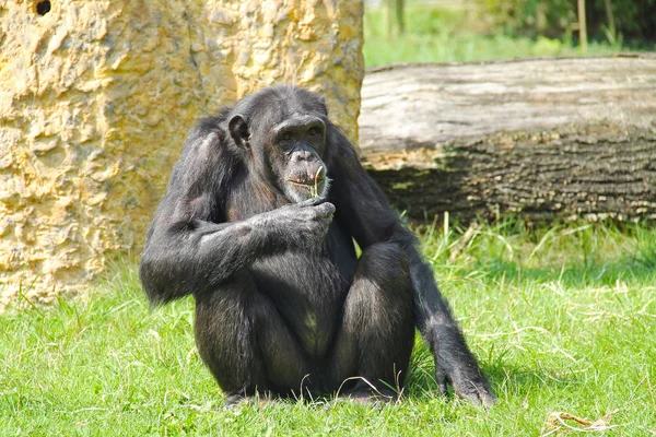 Chimpanzé Pan Troglodytes Vivant Dans Zoo Manger Herbe — Photo