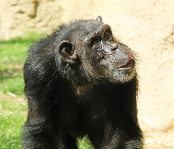 Portrait Chimpanzé Pan Troglodytes Avec Lèvre Déchirée — Photo