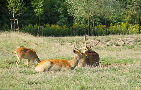 Barasinghas Rucervus Duvaucelii Mocsári Szarvas Csoport Pihenéssel — Stock Fotó