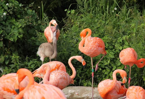 Groep Mooie Oranje Flamingo — Stockfoto