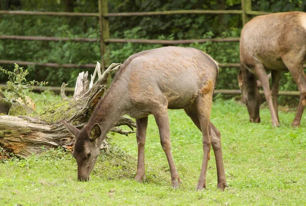 Wapiti Szarvas Cervus Canadensis Legeltetés Fűben — Stock Fotó