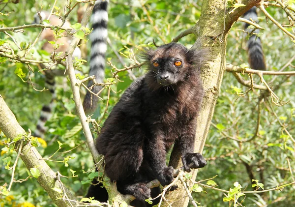 Ağacın Dalında Oturan Tüylü Siyah Lemur Eulemur Macaco Stok Fotoğraf
