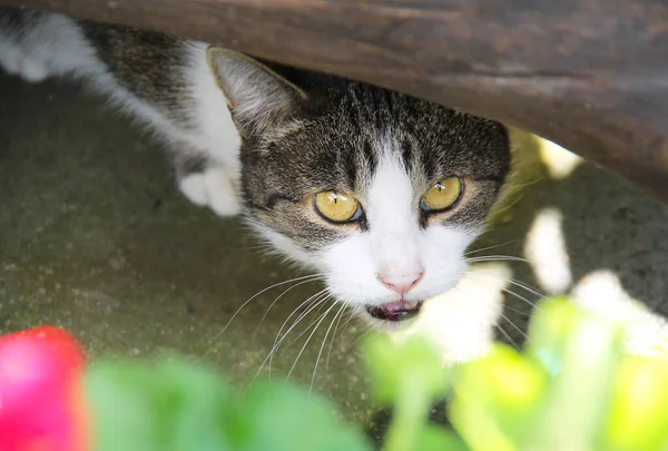 Retrato Gato Espreitando Cautelosamente Para Fora Esconderijo — Fotografia de Stock