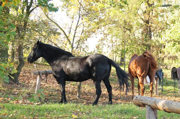 Dois Cavalos Equitação Amarrados Cerca Madeira — Fotografia de Stock