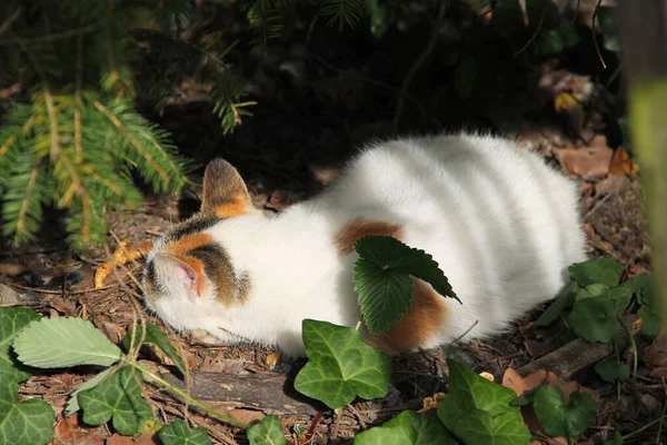 Bílá Kočka Malými Skvrnami Odpočívající Pod Větvemi Stromů Podzim — Stock fotografie
