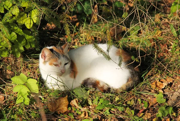 Gato Branco Com Pequenos Pontos Tendo Descanso Sob Ramos Das — Fotografia de Stock