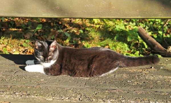 White Black Kitten Having Rest Bench — Stock Photo, Image