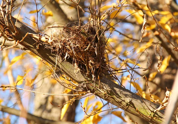 Nido Sul Ramo Albero Autunno — Foto Stock