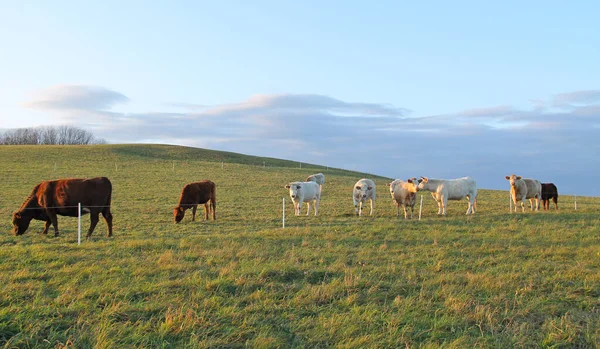 Grupo Vacas Pasto Luz Noite — Fotografia de Stock