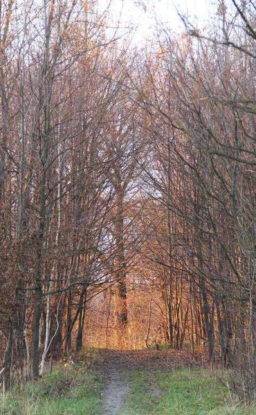 Тропа Ведущая Через Лес Просвещенное Дерево Конце Осенью Вечером — стоковое фото