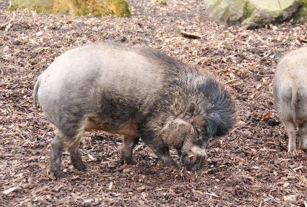 Visayan Warty Pig Male Sus Cebifrons Nuschelt Boden — Stockfoto