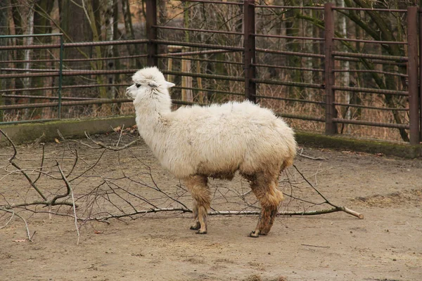 Bílá Alpaka Venkovním Prostoru Zoo — Stock fotografie