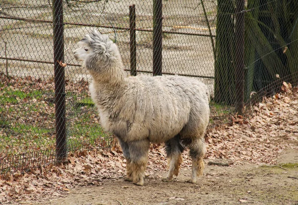 Alpaca Cinza Macia Recinto Livre Zoo Outono — Fotografia de Stock