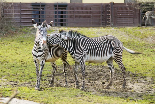 Две Зебры Equus Grevyi Наружном Корпусе Зоопарка Одна Которых Нежно — стоковое фото
