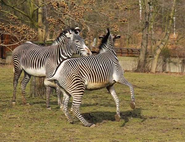 Duas Zebras Grevys Equus Grevyi Recinto Exterior Zoo Lutando Pela — Fotografia de Stock