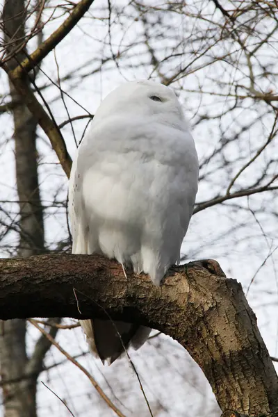 毛茸茸的雪地猫头鹰 Bubo Scandiacus 坐在树枝上 — 图库照片