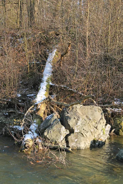 捷克共和国莫拉夫卡河岸的大石头旁边 有一棵倒下的树 雪地上铺着一点雪 — 图库照片