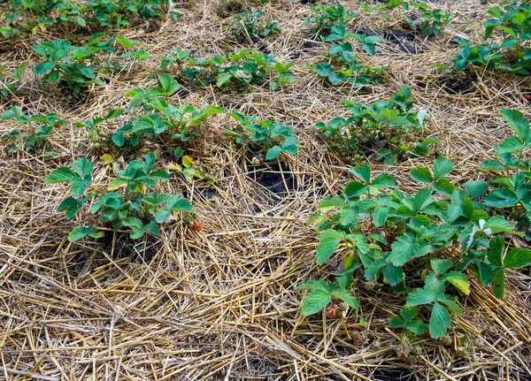 Mulching Young Strawberry Bushes Layer Dry Straw — 图库照片