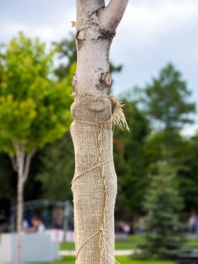 Young seedling trunk protected by burlap cloth clipart
