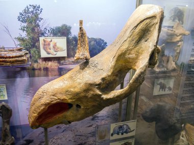 Azov, Rusya - 27 Temmuz 2019: Tüylü bir gergedanın kafatası ve boynuzu. Azov Paleontoloji Müzesi Sergisi.