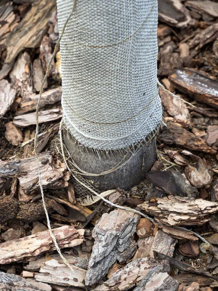 Proteger Tronco Árbol Joven Con Arpillera —  Fotos de Stock