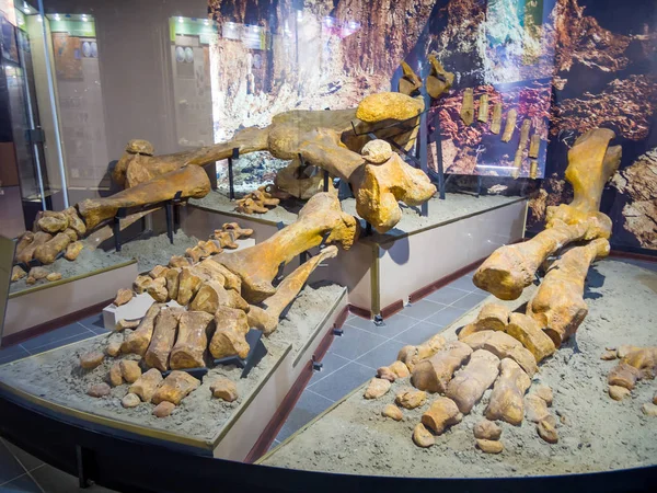 Azov Ryssland Juli 2019 Dinoterians Skelett Från Sandlådan Obukhov Utställning — Stockfoto