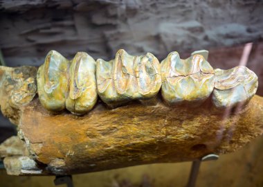 Alt çene dinoterisinin bir parçası. Paleontoloji Müzesi Sergisi.