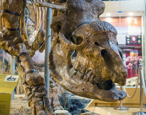 Azów Rosja Lipca 2019 Czaszka Kaukaskiego Elasmotherium Ekspozycja Azowskiego Muzeum — Zdjęcie stockowe