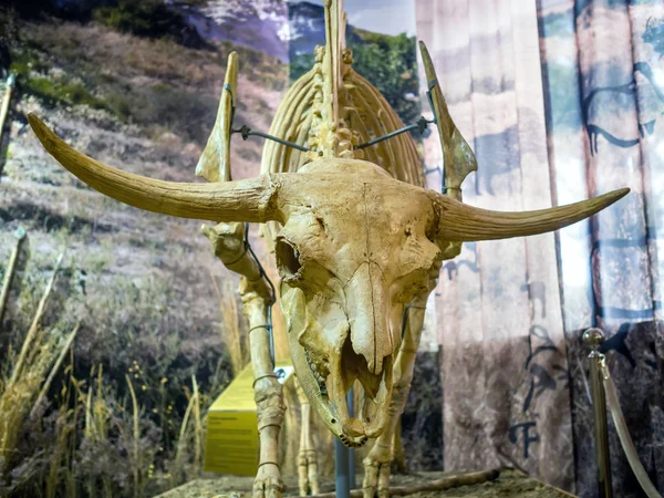 Azov, Rusya - 27 Temmuz 2019: Bozkır bizonunun Kafatası. Azov Tarihi, Arkeolojik ve Paleontoloji Müzesi Sergisi.