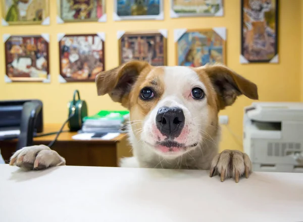 Hediyelik eşya dükkanındaki köpek.
