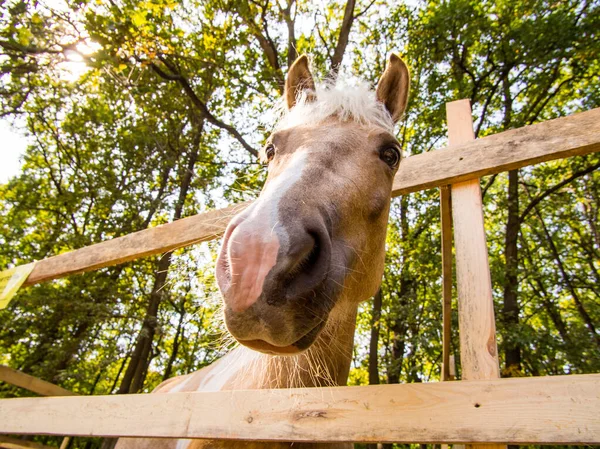 Horse Looks Interest Lens — Stock Photo, Image