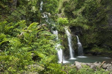 Maui yağmur ormanı şelaleler