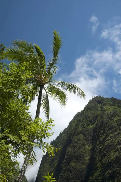 Maui Palmier dans les montagnes — Photo