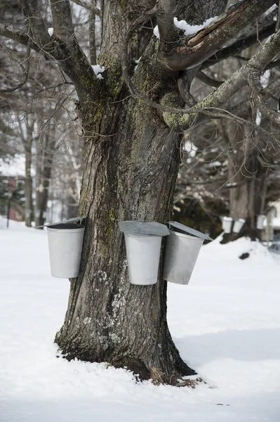 Buckets Hang From Maple Tree to Collect Sap to Make Maple Sugar