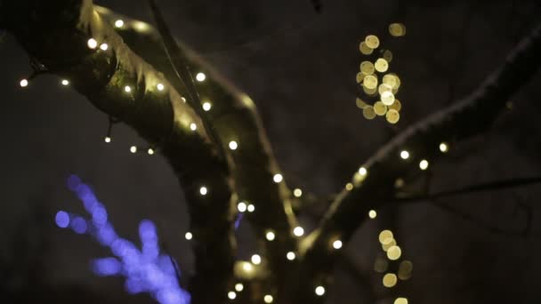 Arbres décorés pour la célébration de Noël — Video